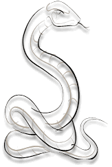 coiled snake