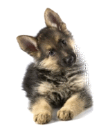 Shepherd pup